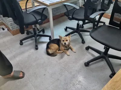 믹스견 사진