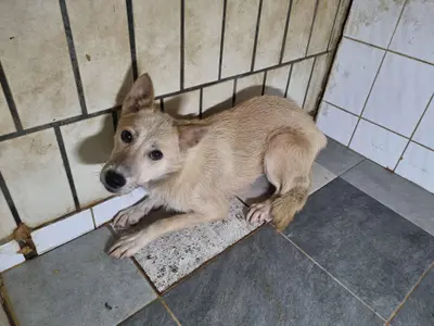믹스견 사진