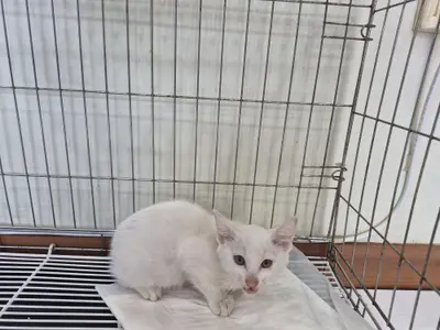 한국 고양이 사진