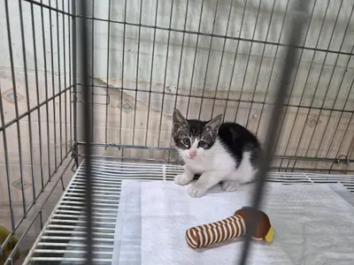 한국 고양이 사진