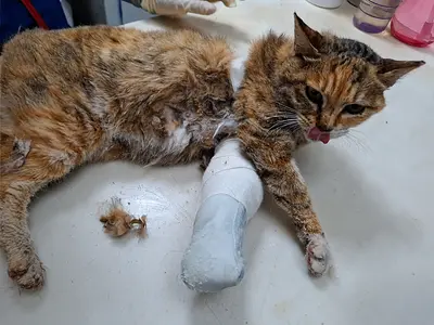 한국 고양이 사진