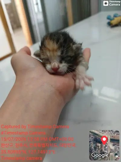 한국 고양이 사진
