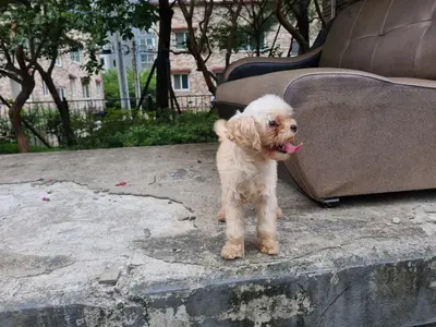 말티즈 사진