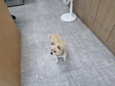 믹스견 사진