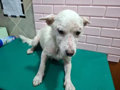 믹스견 사진