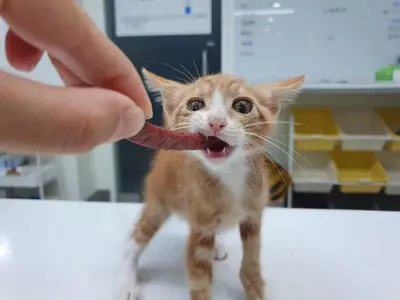 한국 고양이 사진