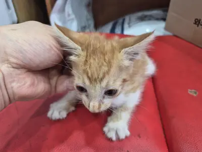 한국 고양이 사진