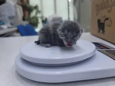 한국 고양이 사진