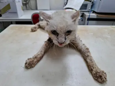 믹스묘 사진
