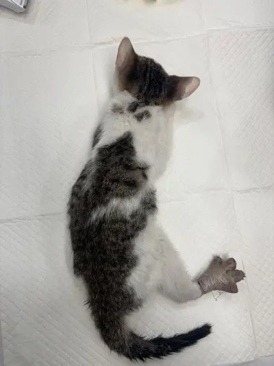 한국 고양이 사진