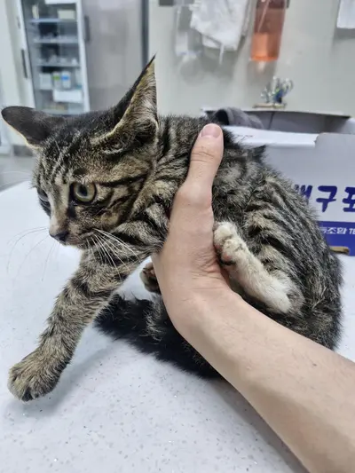 한국 고양이 사진