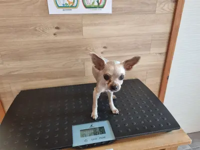 요크셔 테리어 사진