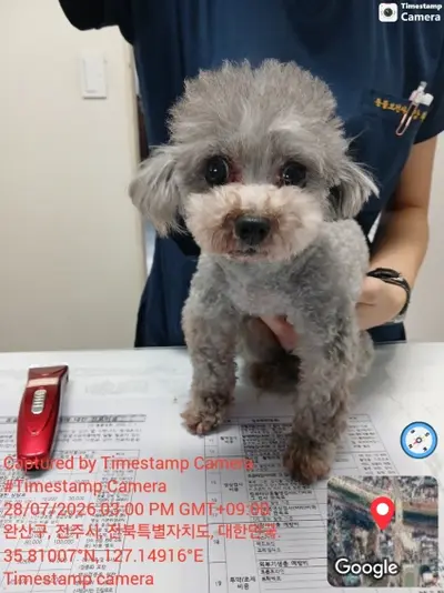 푸들 사진