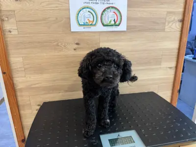 푸들 사진