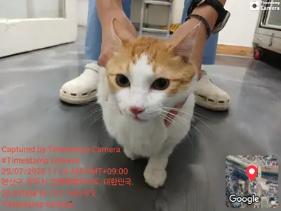 한국 고양이 사진