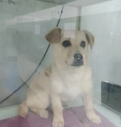 믹스견 사진