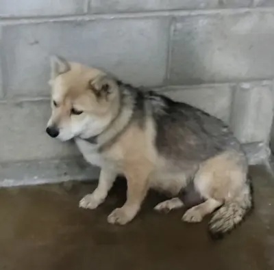 믹스견 사진