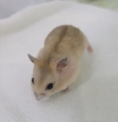 기타축종 사진