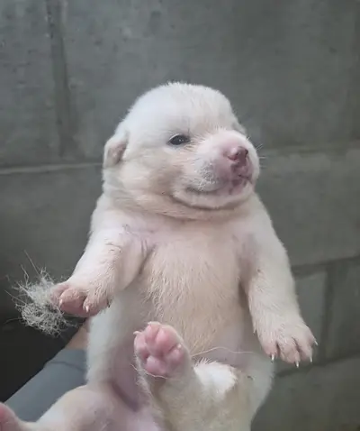 믹스견 사진