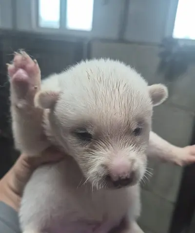 믹스견 사진