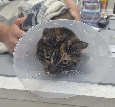 믹스묘 사진