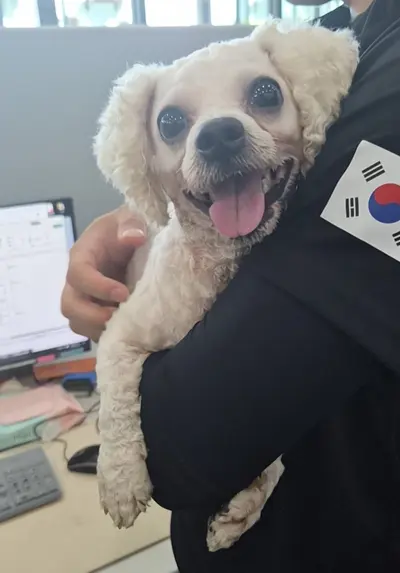 말티즈 사진