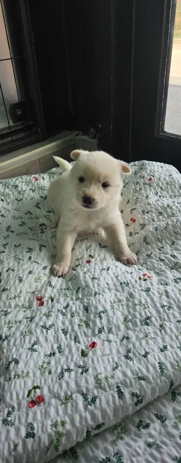 믹스견 사진