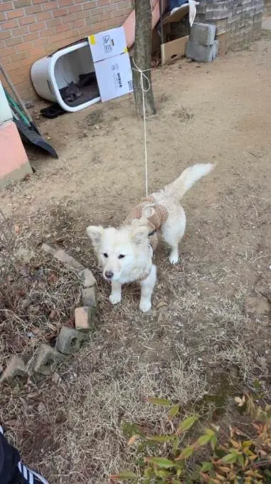 믹스견 사진