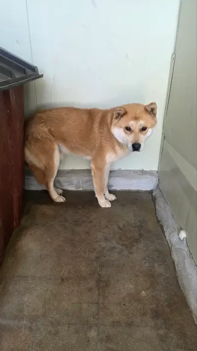 진도견 사진
