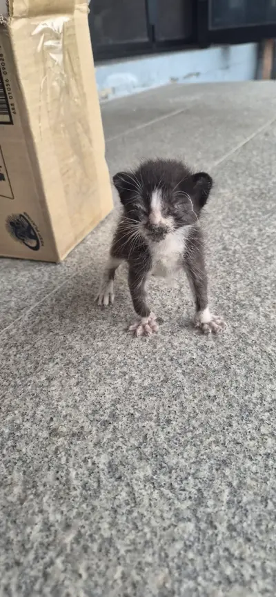 한국 고양이 사진