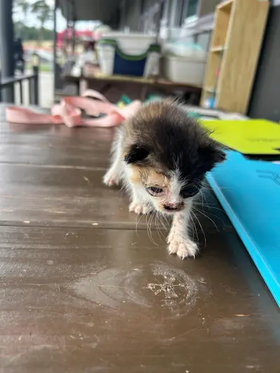 한국 고양이 사진