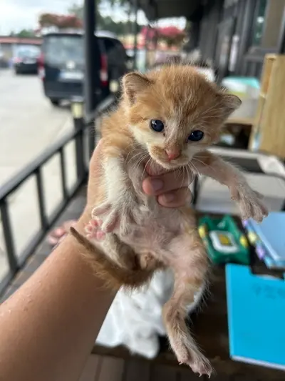 한국 고양이 사진