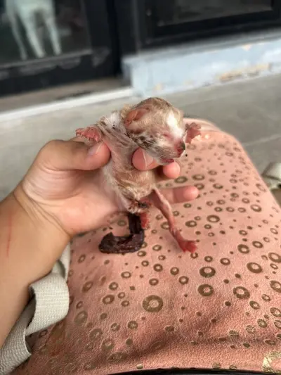 한국 고양이 사진