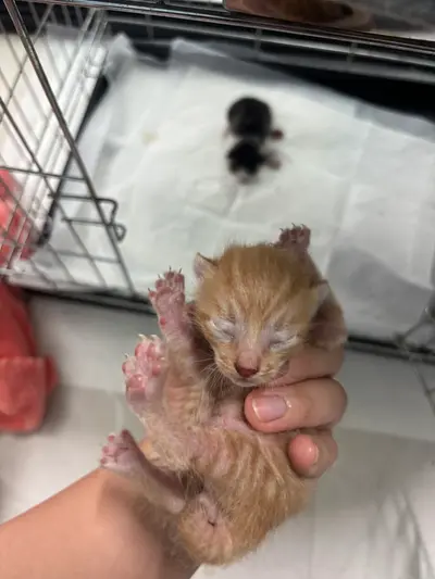 한국 고양이 사진