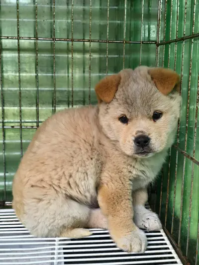 믹스견 사진
