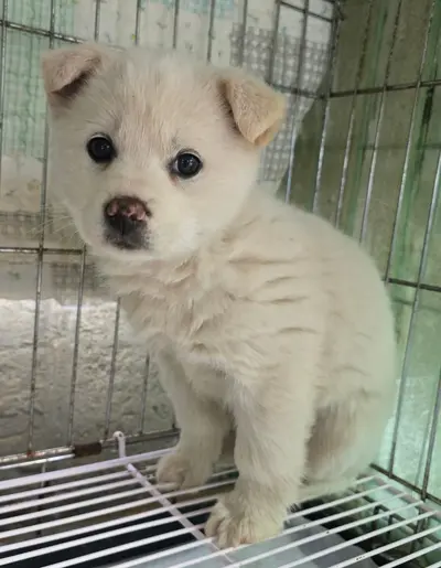 믹스견 사진
