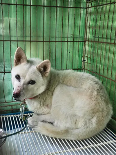 믹스견 사진