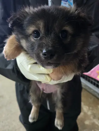 믹스견 사진