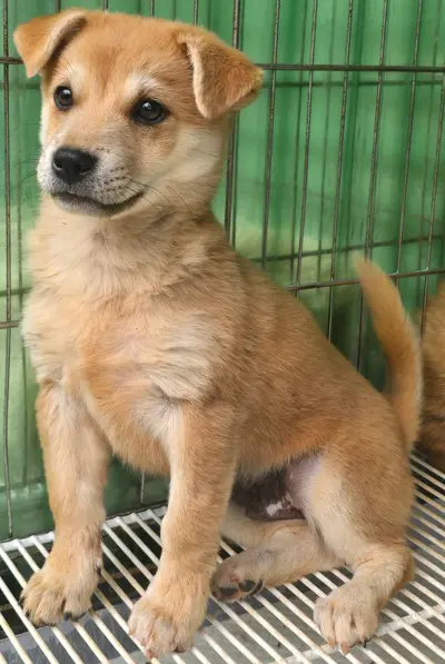 믹스견 사진