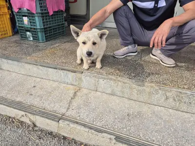 믹스견 사진