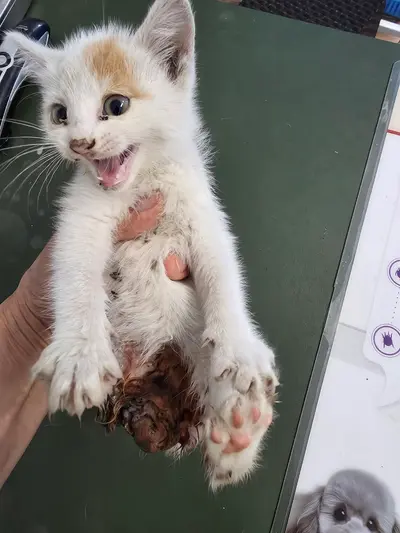 믹스묘 사진