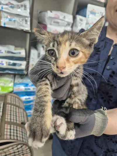 믹스묘 사진