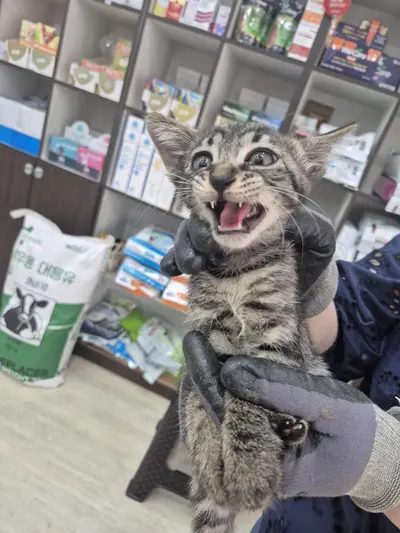 믹스묘 사진
