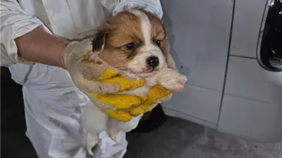 믹스견 사진