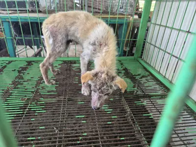 믹스견 사진
