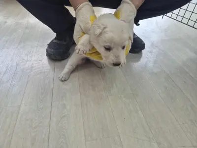 믹스견 사진