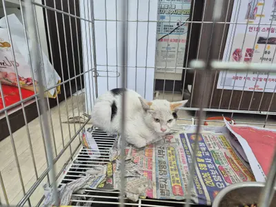 믹스묘 사진