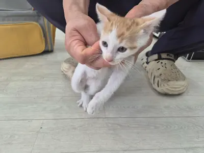 믹스묘 사진