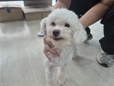 비숑 프리제 사진