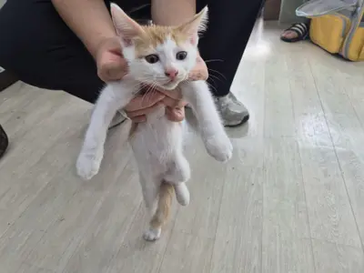 믹스묘 사진